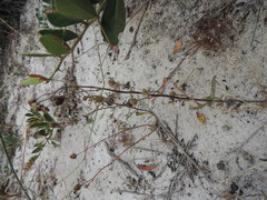 Phyllopodium cephalophorum