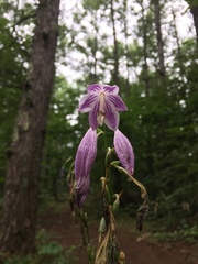 Hosta ventricosa
