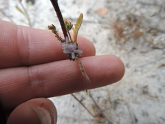 Phyllopodium cephalophorum