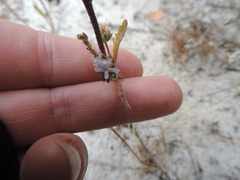 Phyllopodium cephalophorum