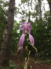 Hosta ventricosa