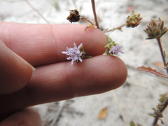 Phyllopodium cephalophorum