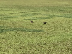 Acridotheres tristis