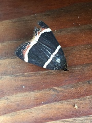 Amphipyra tripartita
