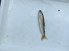 Plecoglossus altivelis