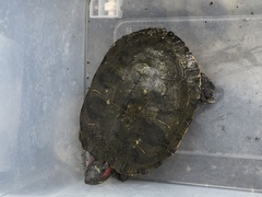 Trachemys scripta elegans