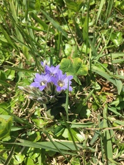Gentiana thunbergii