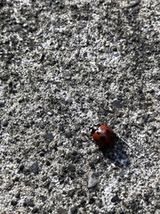 Coccinella septempunctata