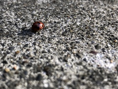 Coccinella septempunctata