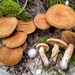 Inocybe heimii - Photo (c) Marco Floriani, some rights reserved (CC BY-NC), uploaded by Marco Floriani