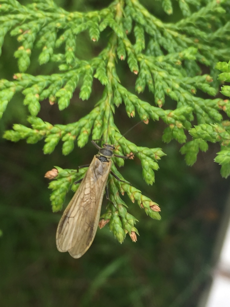 Yoraperla uenoi