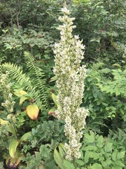 Veratrum oxysepalum