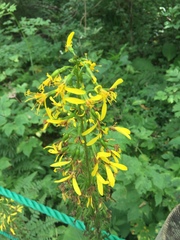Ligularia stenocephala