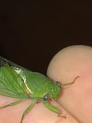 Glaucopsaltria viridis