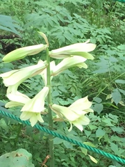 Cardiocrinum cordatum