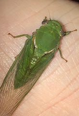 Glaucopsaltria viridis