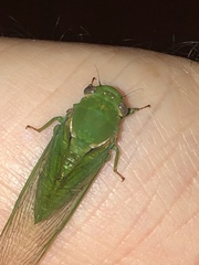 Glaucopsaltria viridis