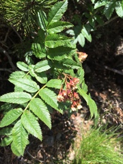 Sorbus commixta