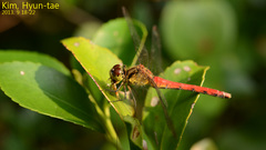 Sympetrum
