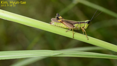 Ceracris nigricornis