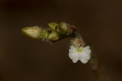 Cheirostylis parvifolia