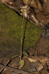 Cheirostylis parvifolia