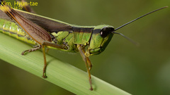 Ceracris nigricornis