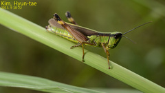 Ceracris nigricornis