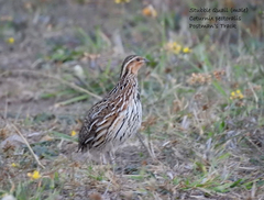 Coturnix pectoralis