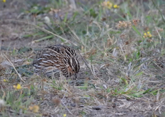 Coturnix pectoralis