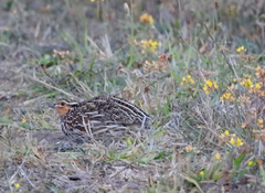 Coturnix pectoralis