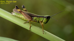 Ceracris nigricornis