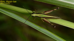 Ceracris nigricornis