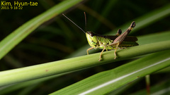 Ceracris nigricornis