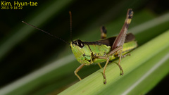 Ceracris nigricornis