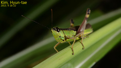 Ceracris nigricornis