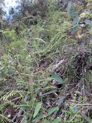 Prostanthera rhombea