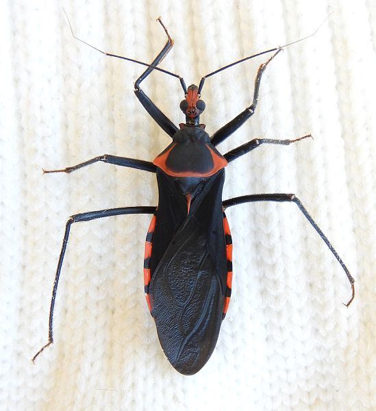Pseudozelurus arizonicus