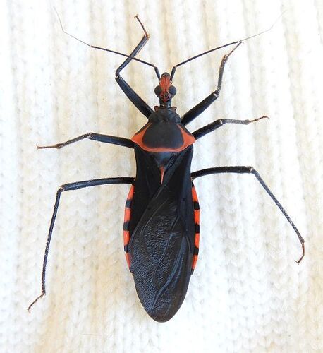 Pseudozelurus arizonicus