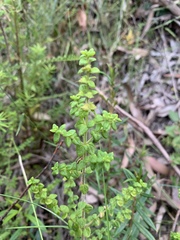 Prostanthera rhombea