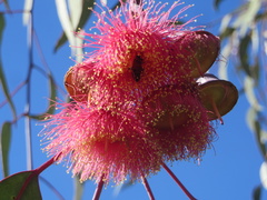 Eucalyptus caesia
