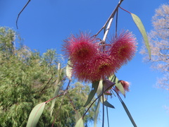 Eucalyptus caesia