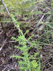 Prostanthera rhombea