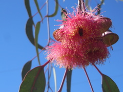 Eucalyptus caesia