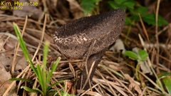 Basidiomycota