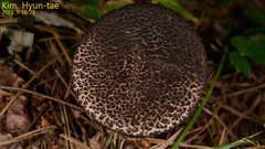 Basidiomycota