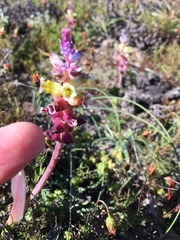 Lachenalia membranacea