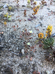 Polycarena batteniana