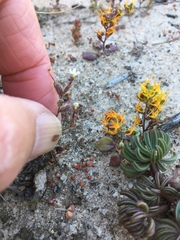 Polycarena batteniana