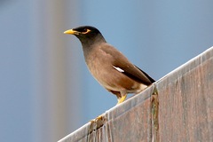 Acridotheres tristis